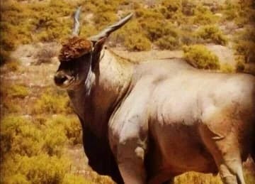 Apex Predators & Megafauna