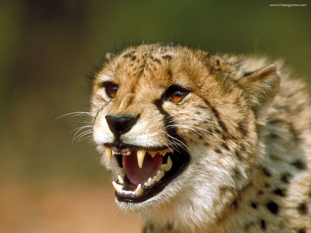 Cheetah in African Wilderness Savanna