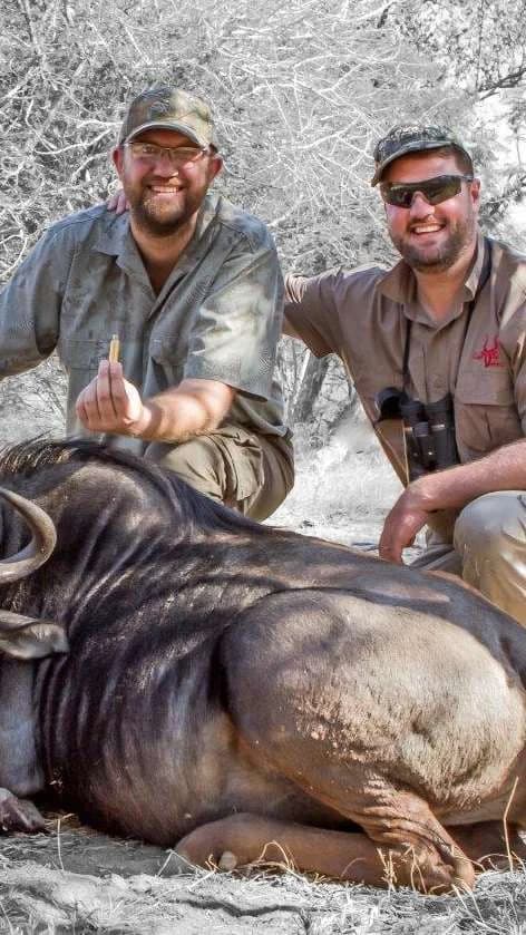 Blue Wildebeest