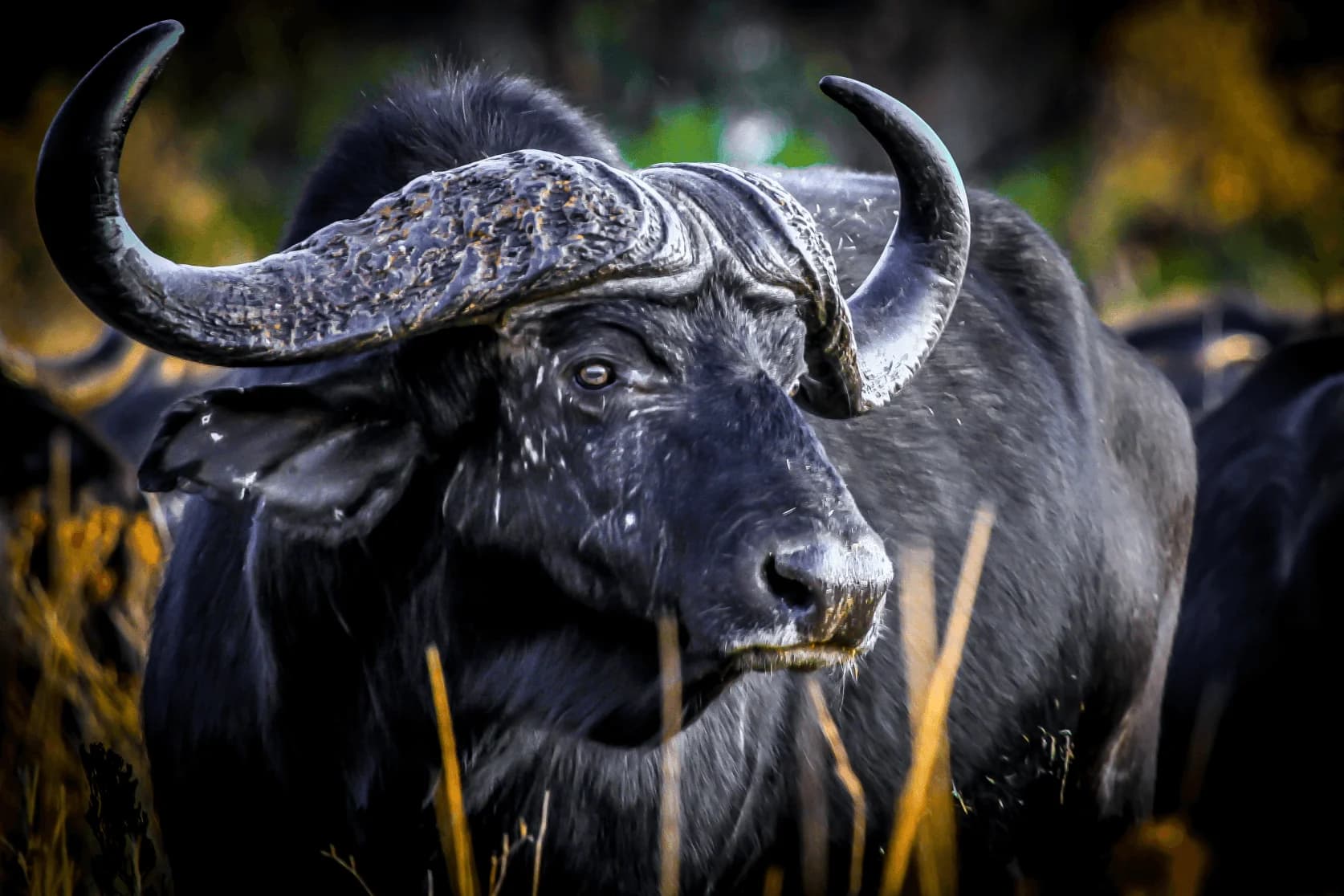 Greater Kruger Lowveld