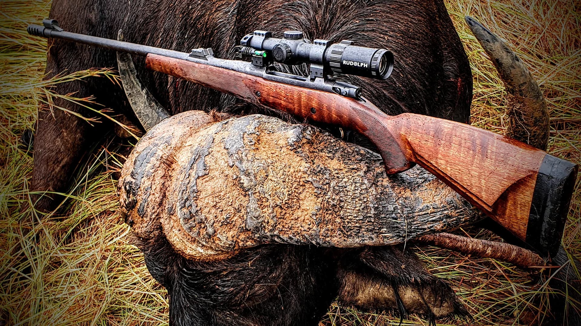 Cape Buffalo & Apex Dangerous Game Stalk