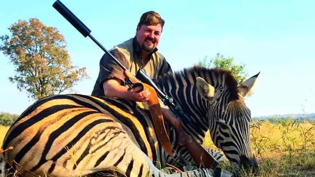 Mature Burchell's Zebra Stallion Trophy in Acacia Savannah