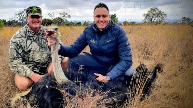 Trophy Kalahari Springbok Ram on Golden Open Prairie