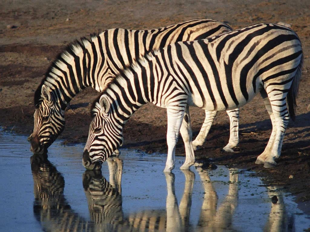 Waterberg Archery Specialist Safari