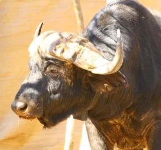 Bushveld Icon · African Buffalo Collar Portrait
